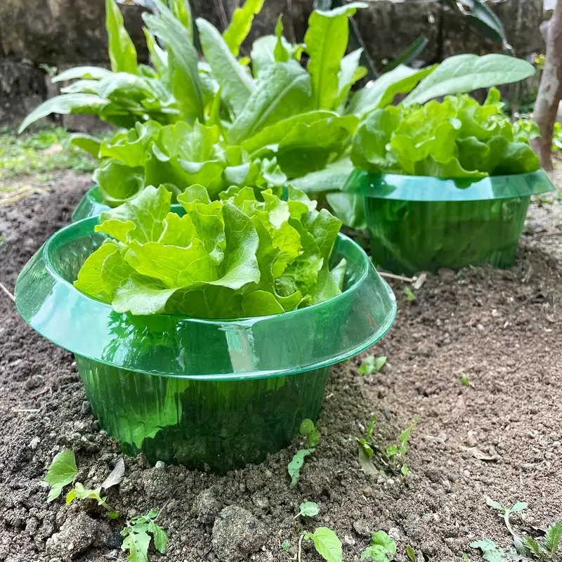 Plantes limace Protection anne - Gardening Tools Green avis et prix