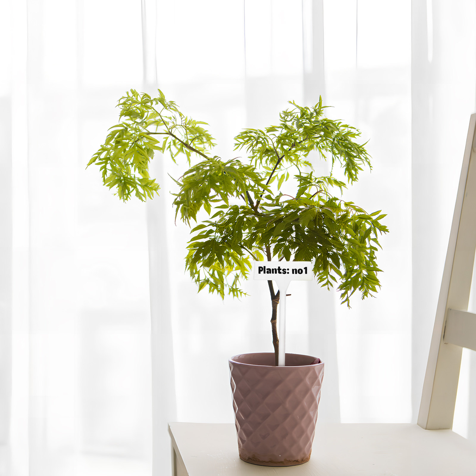 35 étiquettes de plantes vierg - Gardening Tools Names avis et prix